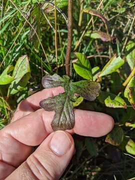 Image of nodding rattlesnakeroot