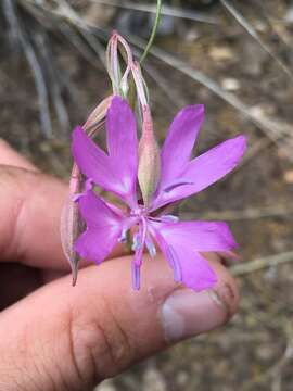 Plancia ëd Clarkia biloba (Dur.) A. Nels. & J. F. Macbr.