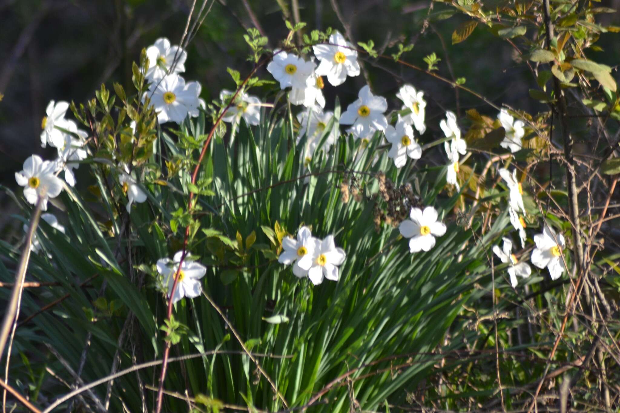 Image of Pheasant's-eye narcissus