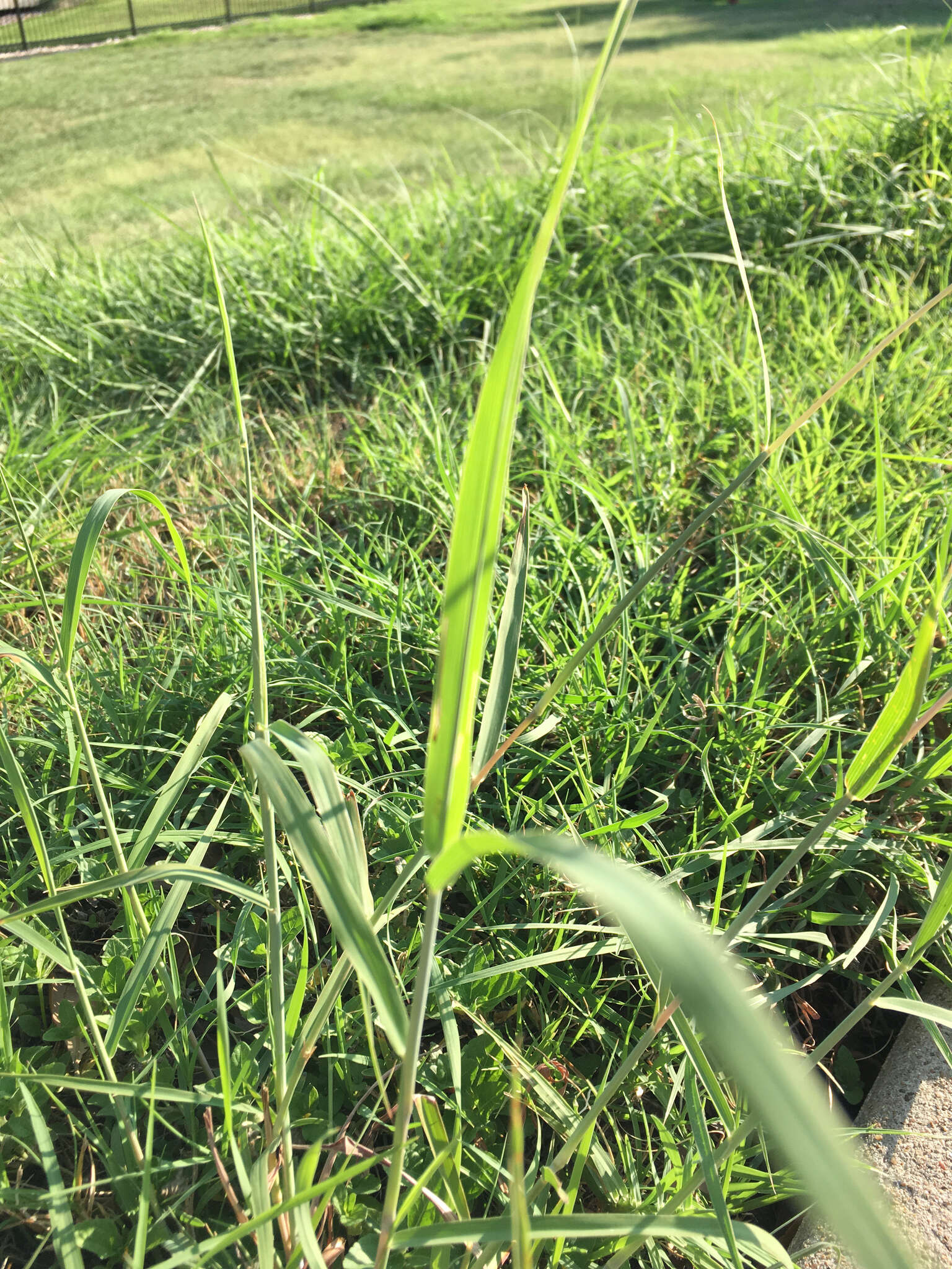 Imagem de Bothriochloa torreyana (Steud.) Scrivanti & Anton