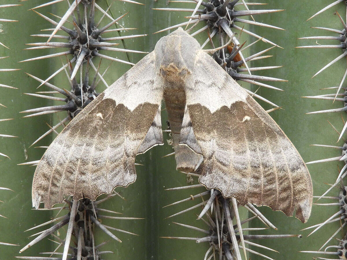 Image of Western Poplar Sphinx