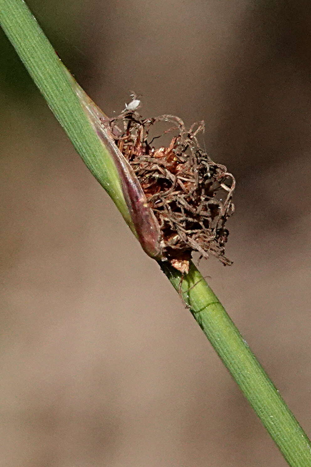 Image of Chorizandra cymbaria R. Br.