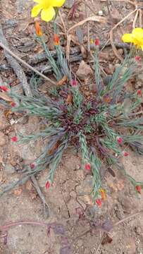 Image of Linum ramosissimum C. Gay