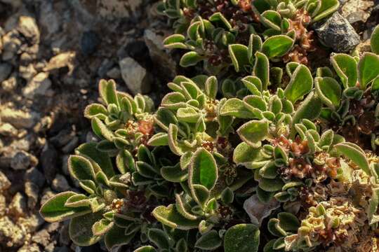 Image of Purslane-leaved aizoon