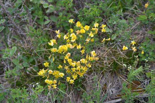 Image of Caragana pygmaea (L.) DC.