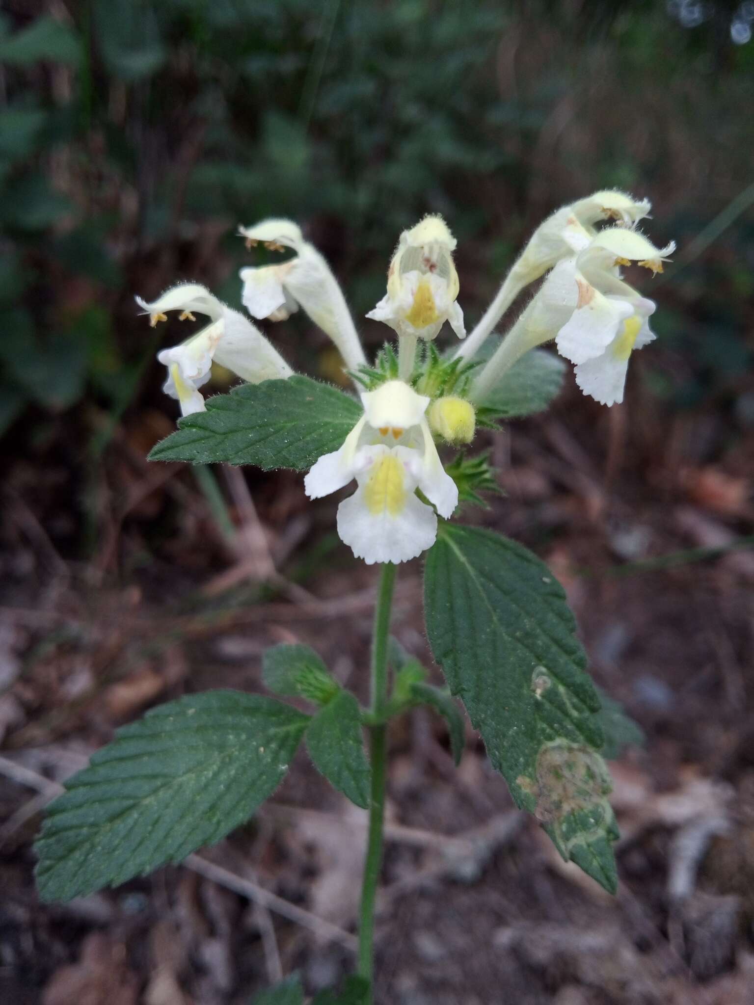 Image of Downy Hemp-nettle