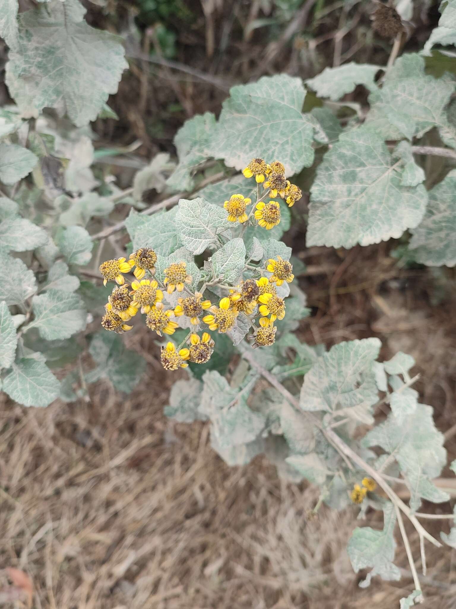 Image of Zaluzania montagnifolia (Sch. Bip.) Sch. Bip.