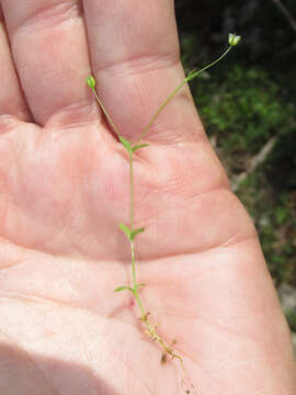 Image of hilly sandwort