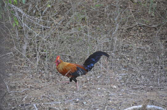 Image of Ceylon Junglefowl