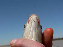 Image of Smallmouth yellowfish