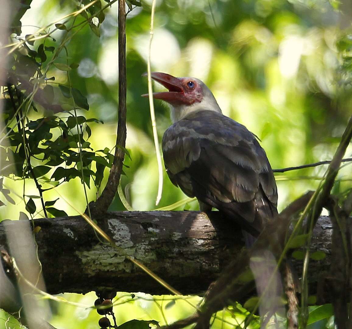 Image of Grey Crow