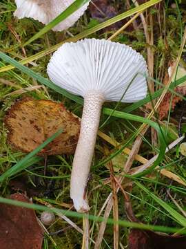 Image of Hygrophorus pustulatus (Pers.) Fr. 1838