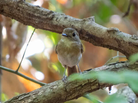 Image of Fulvous-chested Jungle Flycatcher