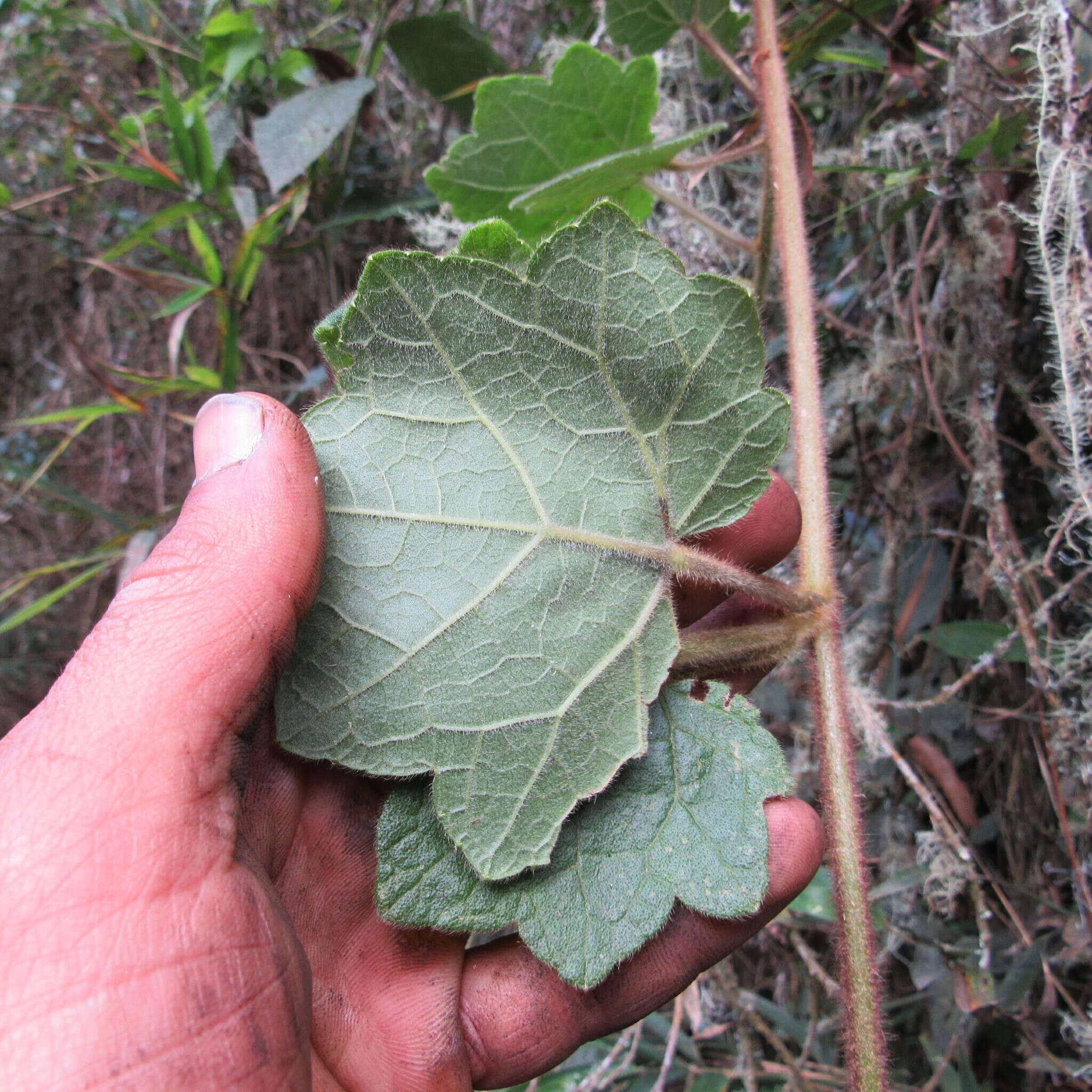 Image de Jungia ferruginea L. fil.