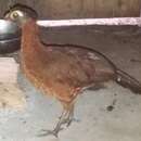 Image of Nocturnal Curassow