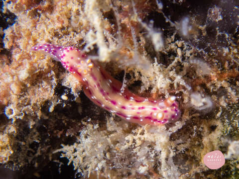 Image of Hypselodoris maculosa (Pease 1871)