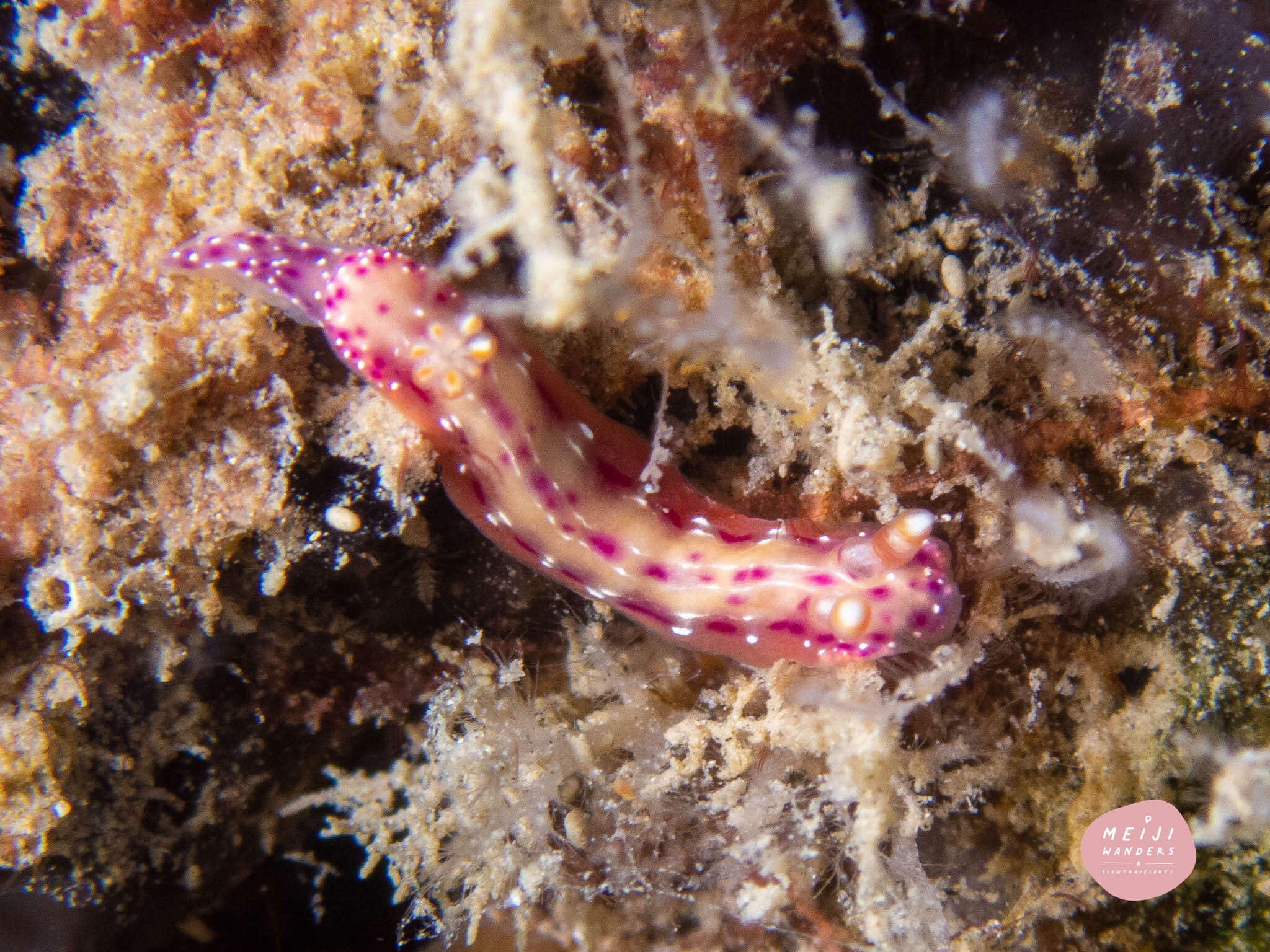 Image de Hypselodoris maculosa (Pease 1871)