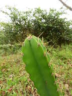 Image of Cereus fernambucensis Lem.