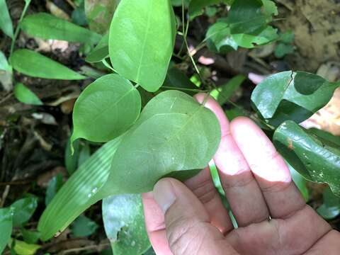 Image of Rourea minor (Gaertn.) Alston