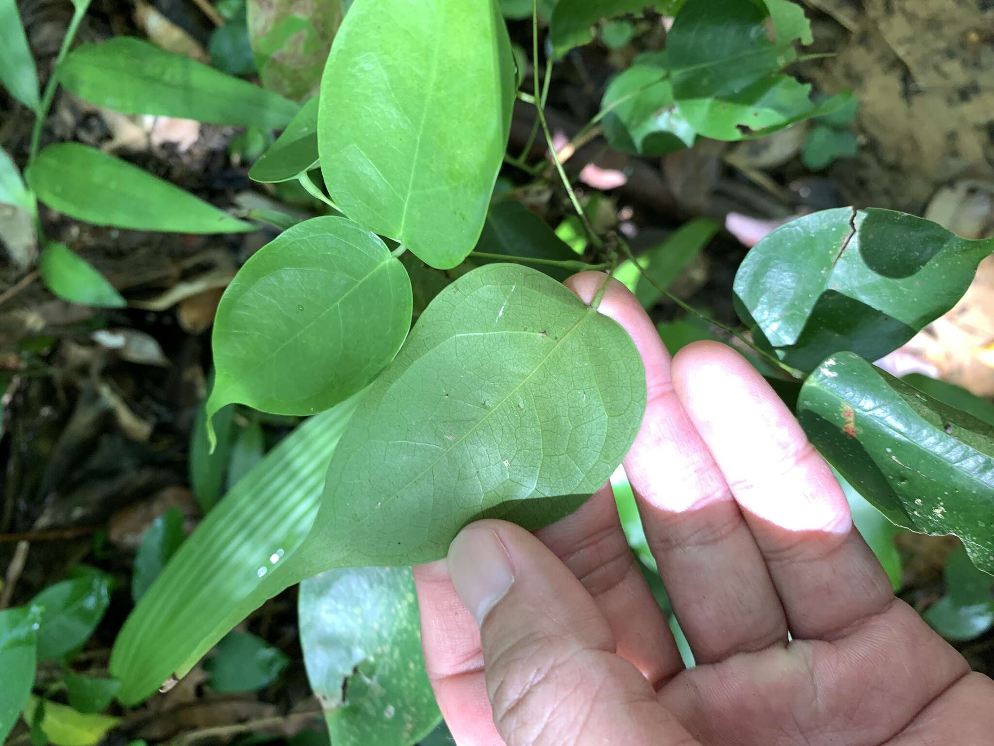 紅葉藤的圖片