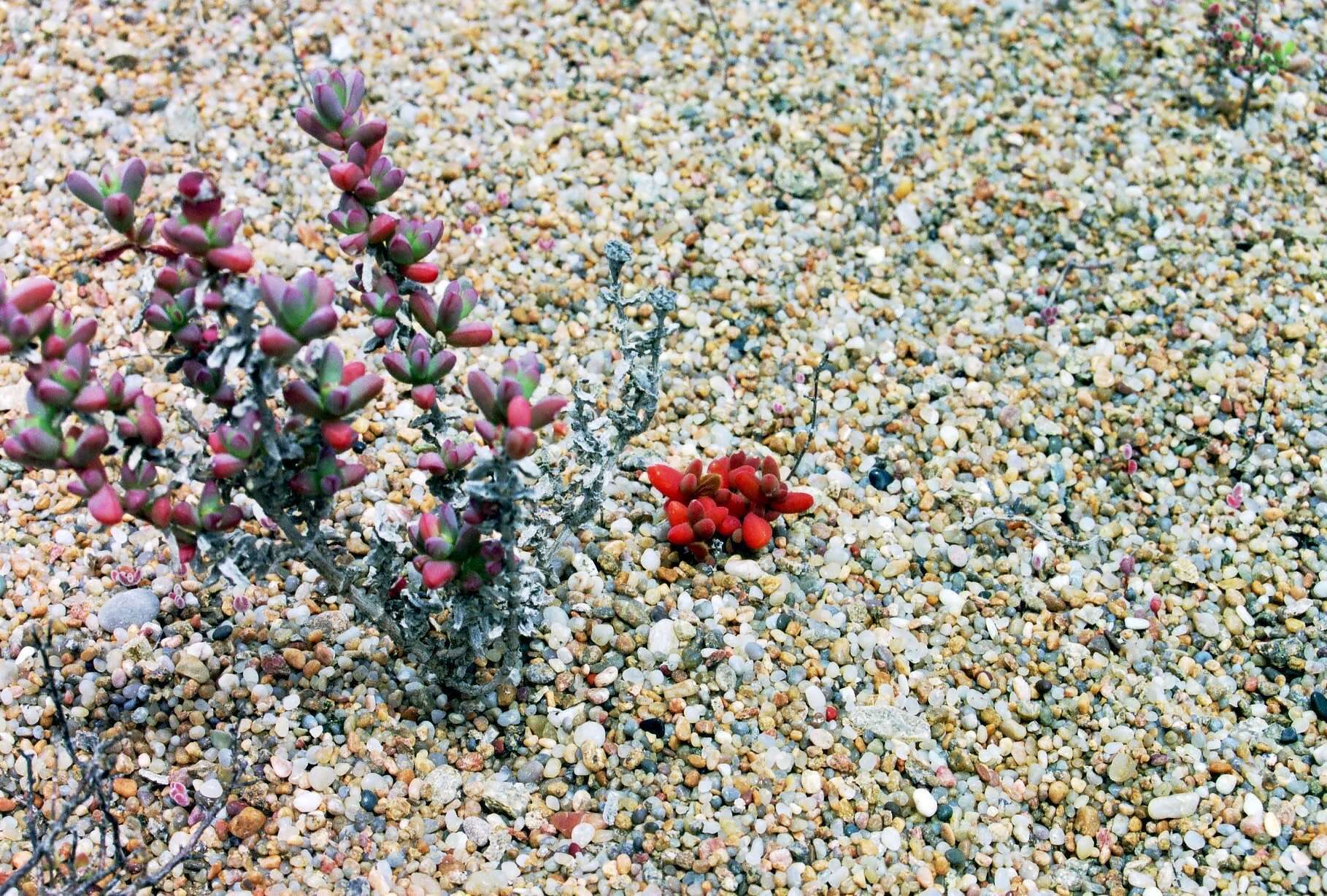 Image of Amphibolia succulenta (L. Bol.) H. E. K. Hartmann