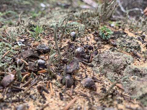 Image of farinose cup lichen