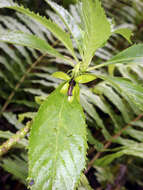 Image de Sclerotheca viridiflora Cheeseman