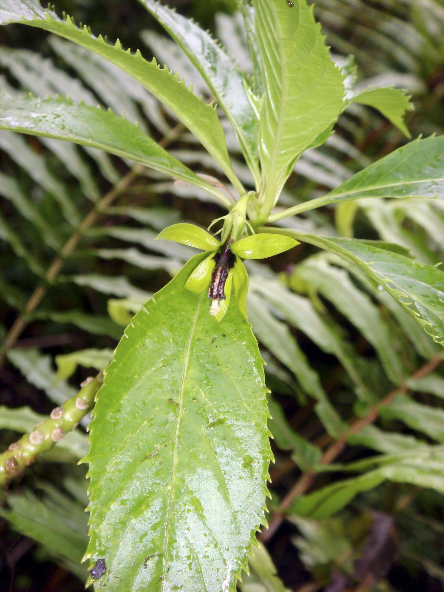 Image of Sclerotheca viridiflora Cheeseman