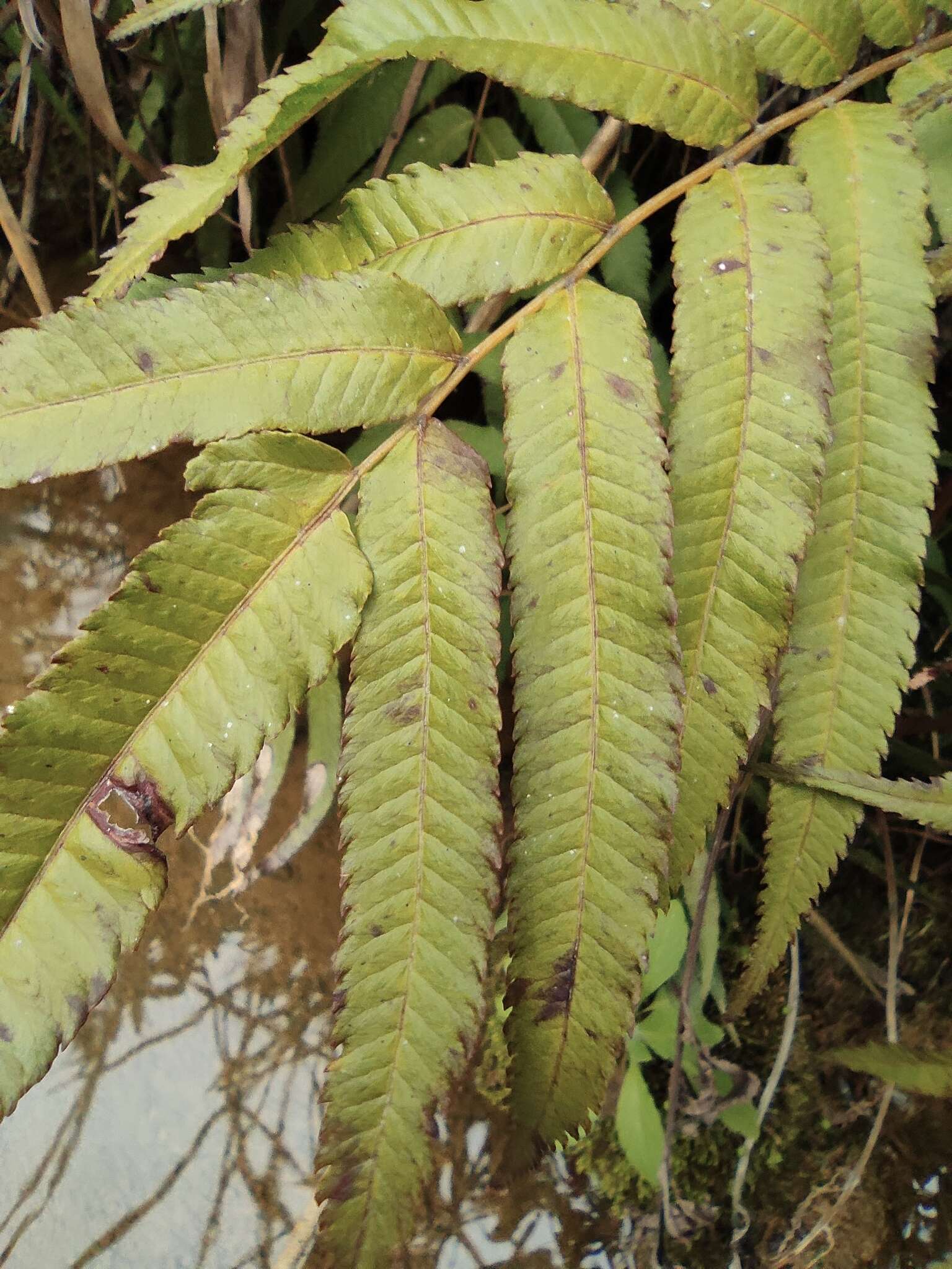 Image of Menisciopsis penangiana (Hook.) S. E. Fawc. & A. R. Sm.