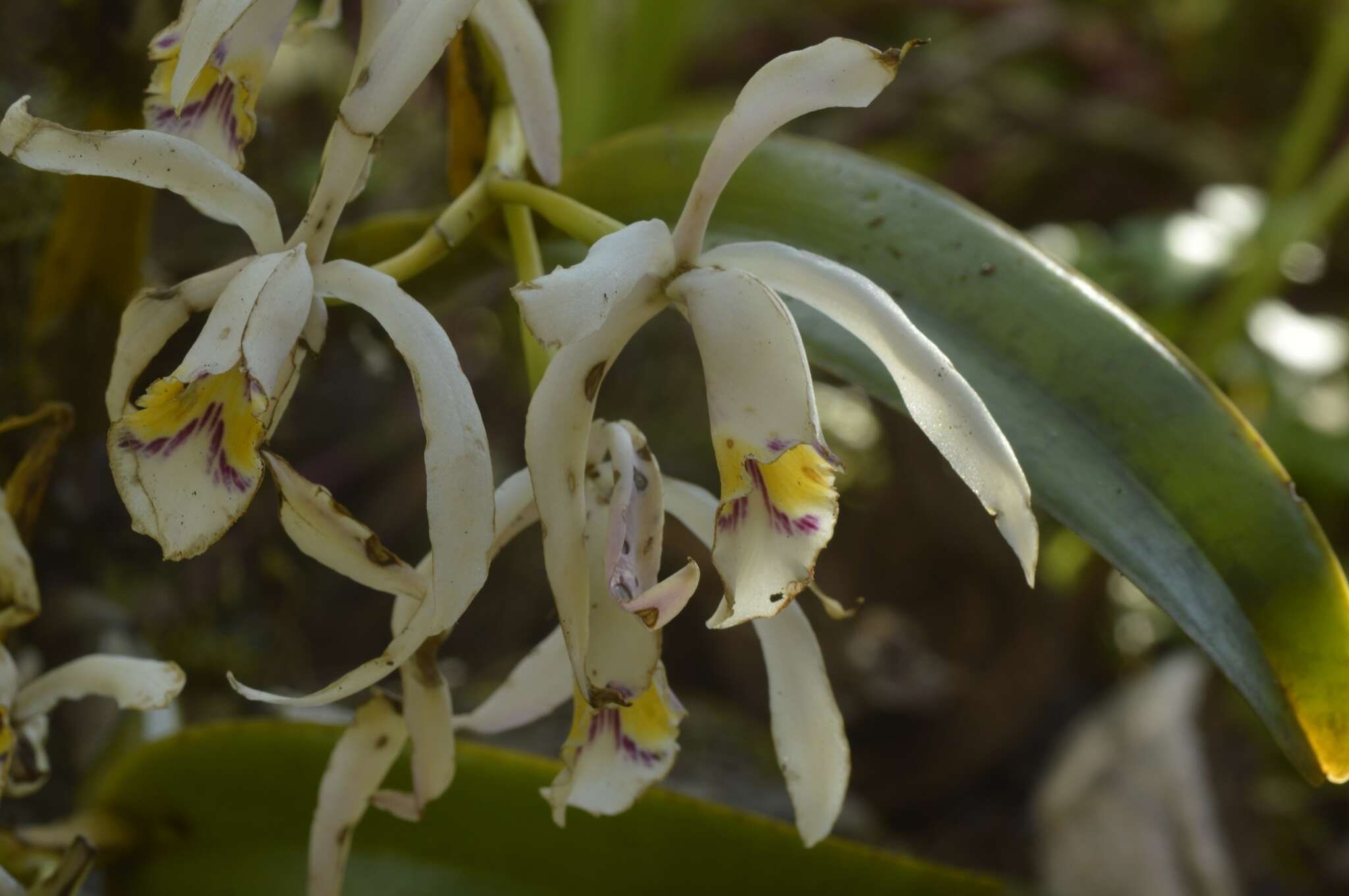 Image of Cattleya iricolor Rchb. fil.