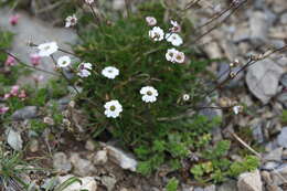 Imagem de Silene dianthoides Pers.