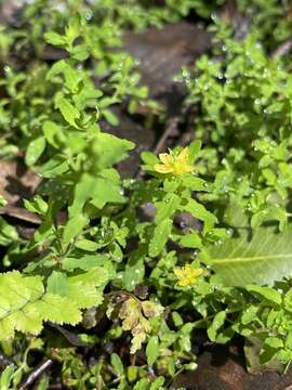 Image de Hypericum parvulum Greene