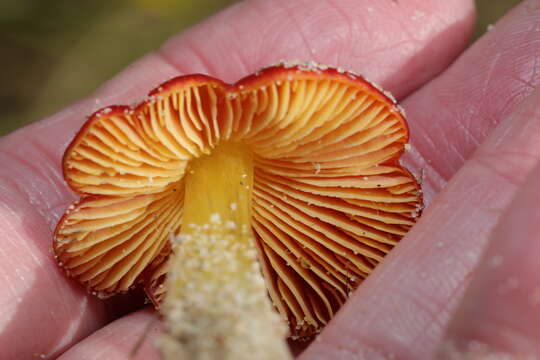 Image of Hygrocybe conicoides (P. D. Orton) P. D. Orton & Watling 1969