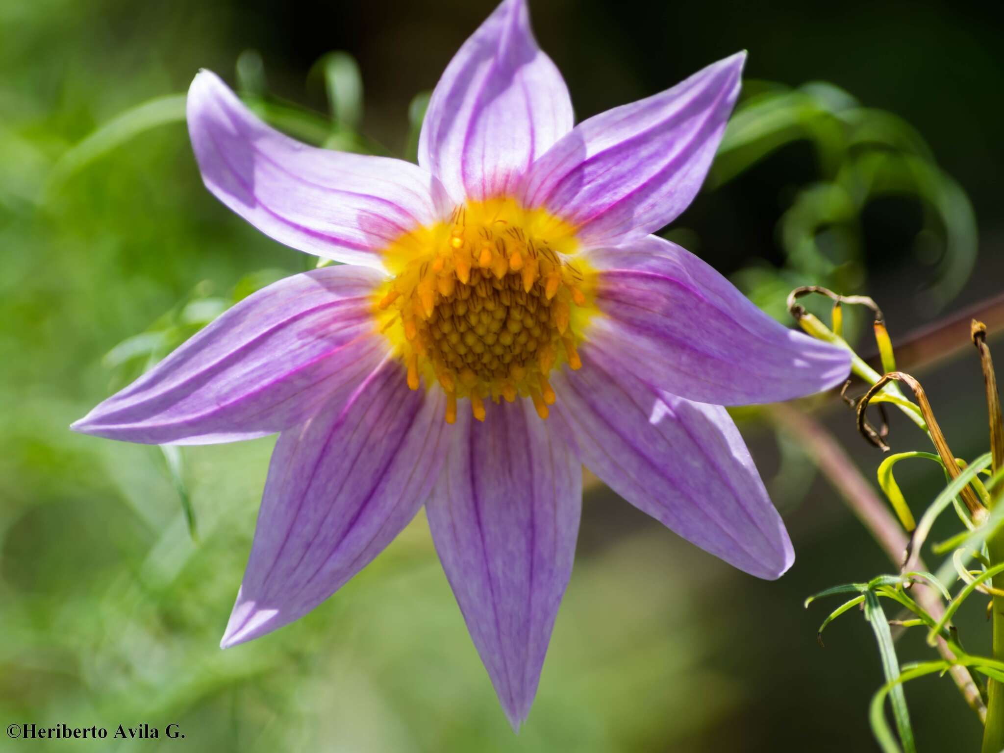 Image of Dahlia rupicola P. D. Sorensen