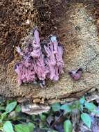 Image of Stemonitis fusca