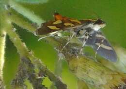 Image of Red-waisted Florella Moth