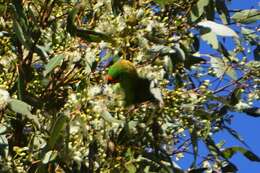 Image of Little Lorikeet