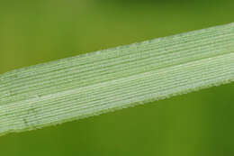 Imagem de Sesleria caerulea (L.) Ard.