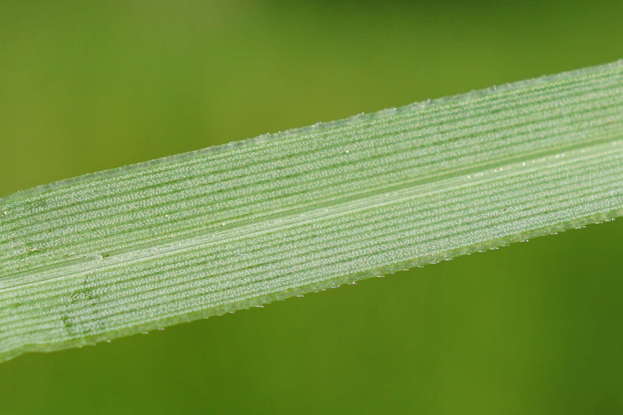 Imagem de Sesleria caerulea (L.) Ard.