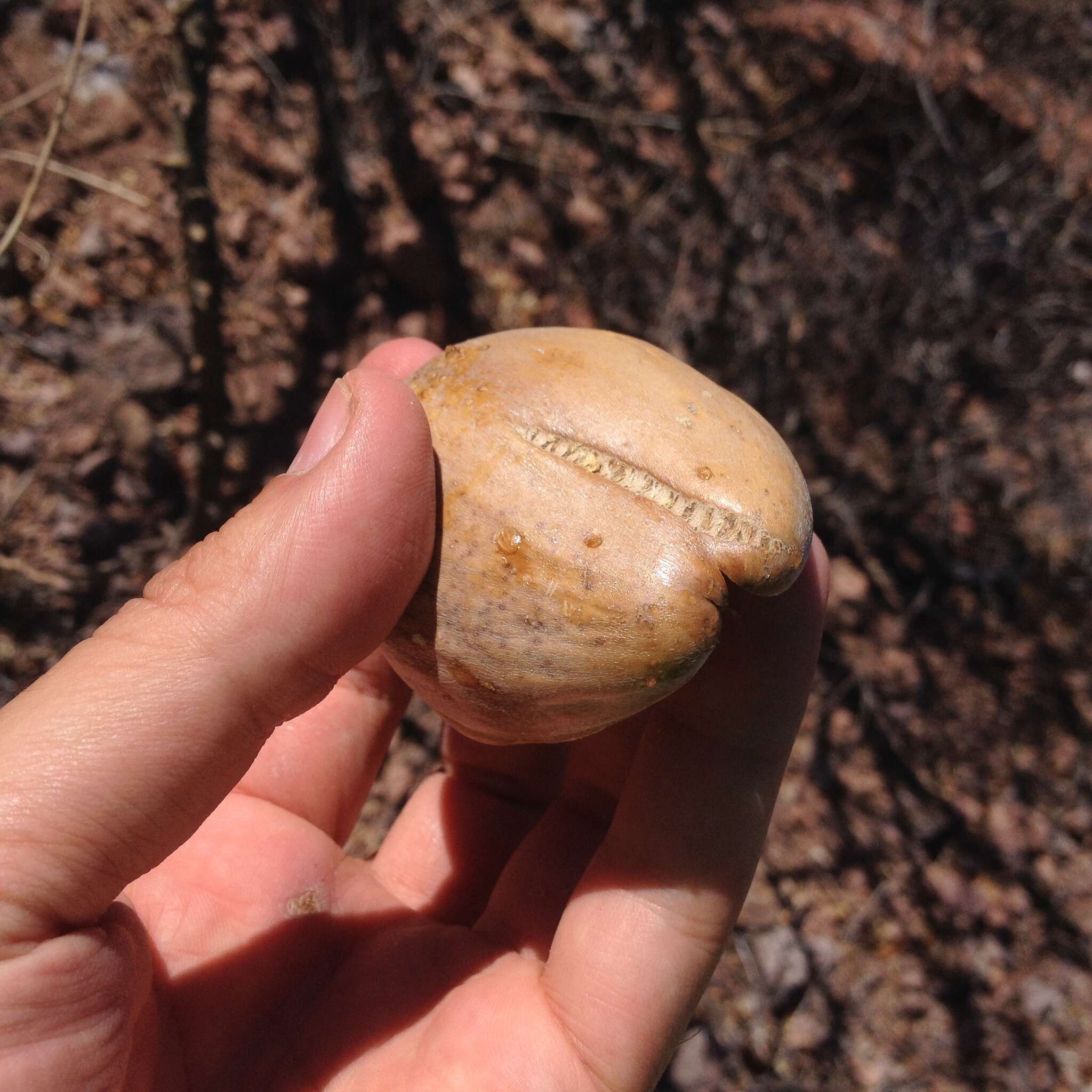 Image of Marsdenia edulis S. Wats.