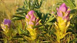 Image of thinleaved owl's-clover