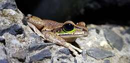 Image of Blue Mountains Tree Frog