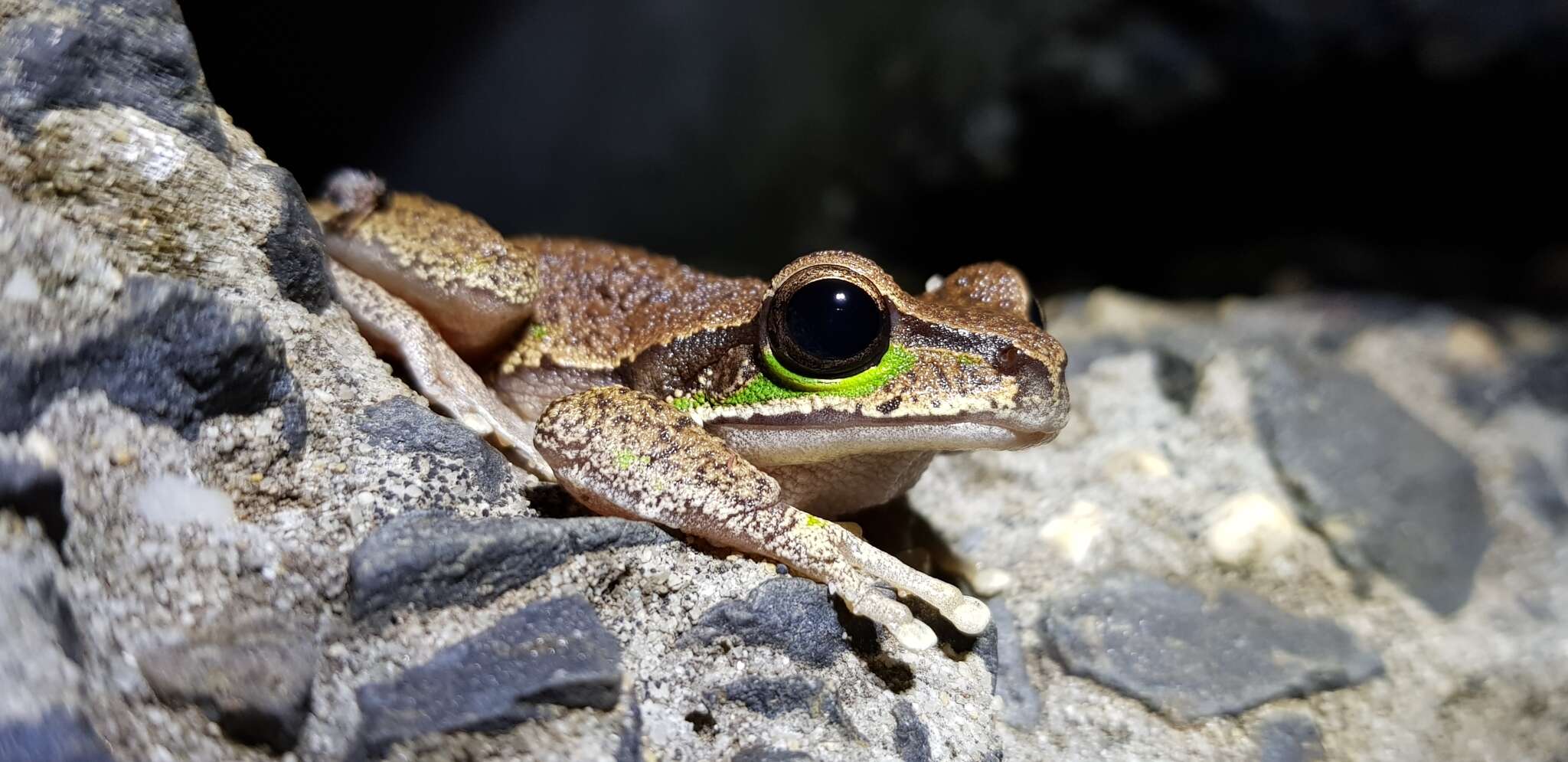 Image of Blue Mountains Tree Frog