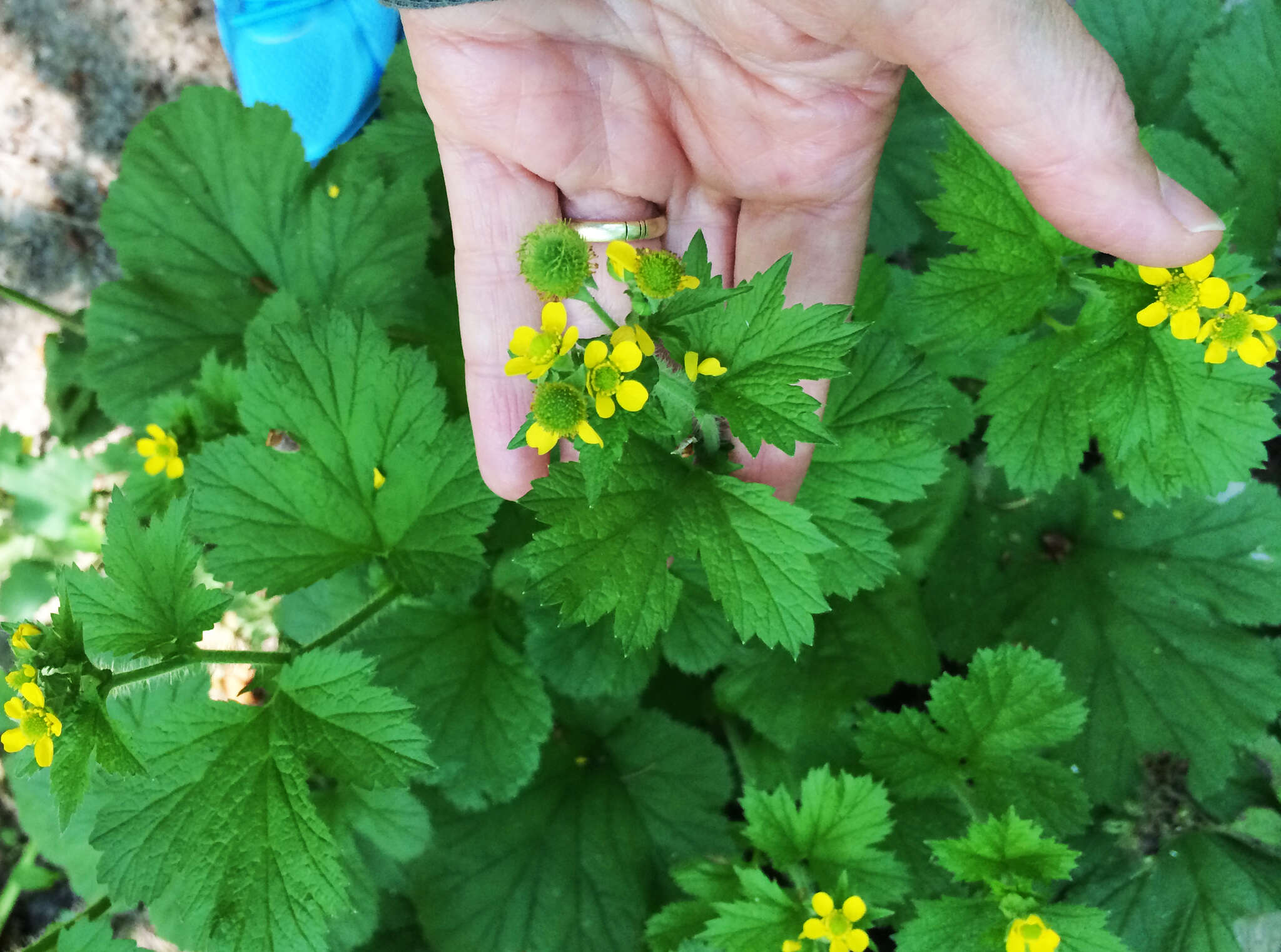 Imagem de Geum macrophyllum Willd.