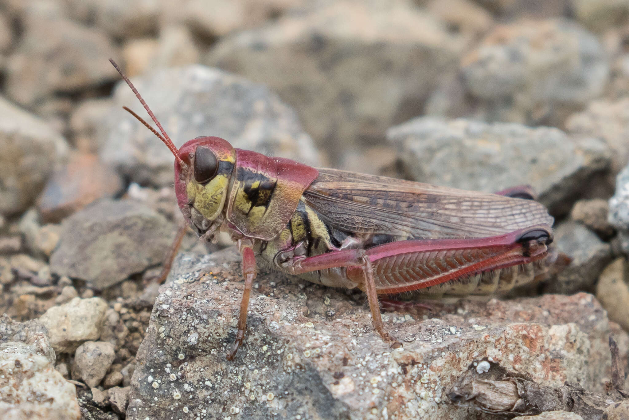 Слика од Melanoplus borealis (Fieber 1853)