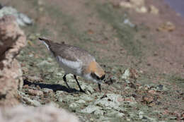 Image of Puna Plover