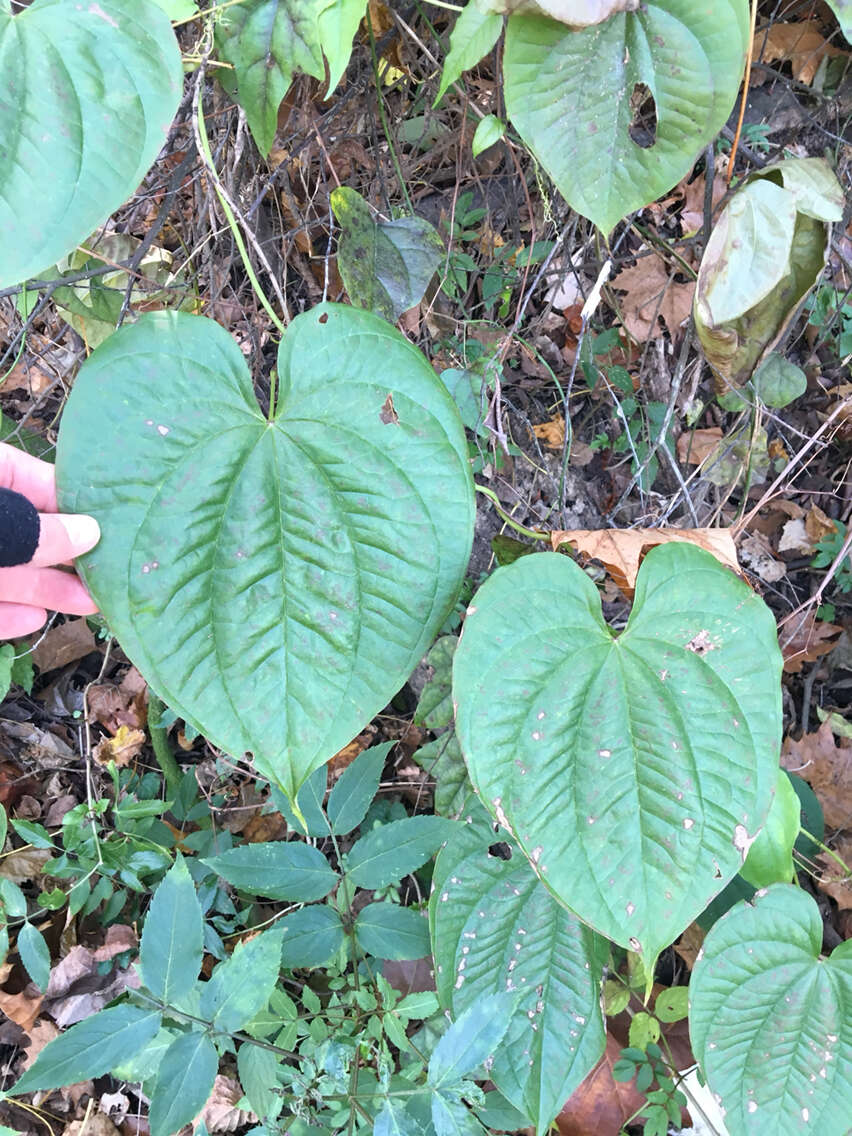 Слика од Dioscorea bulbifera L.