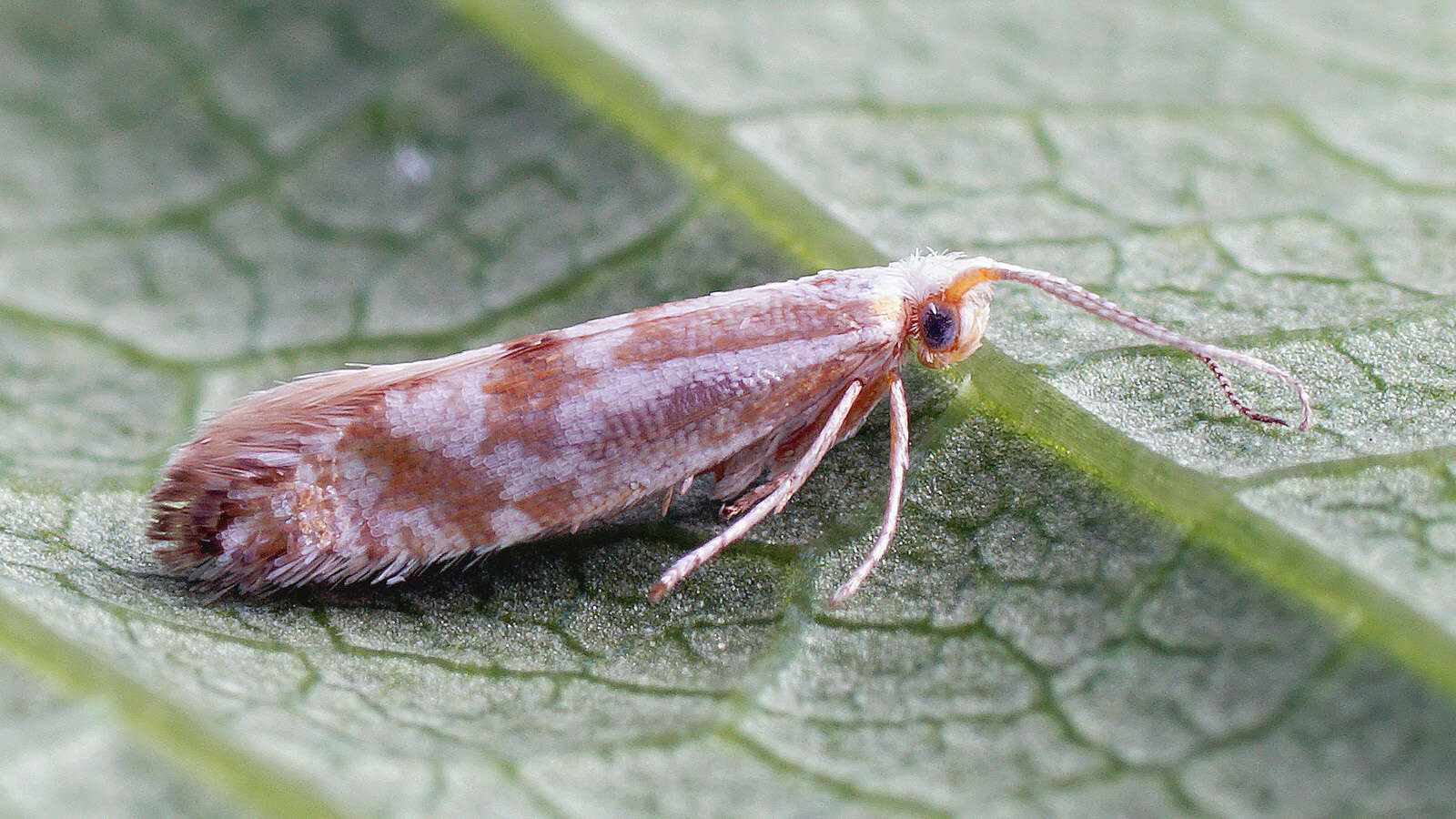 Image of Argyresthia abdominalis Zeller 1839