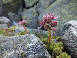 Image of Sempervivum montanum subsp. montanum