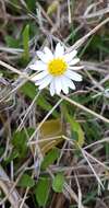 Image of Brachyscome graminea (Labill.) F. Müll.